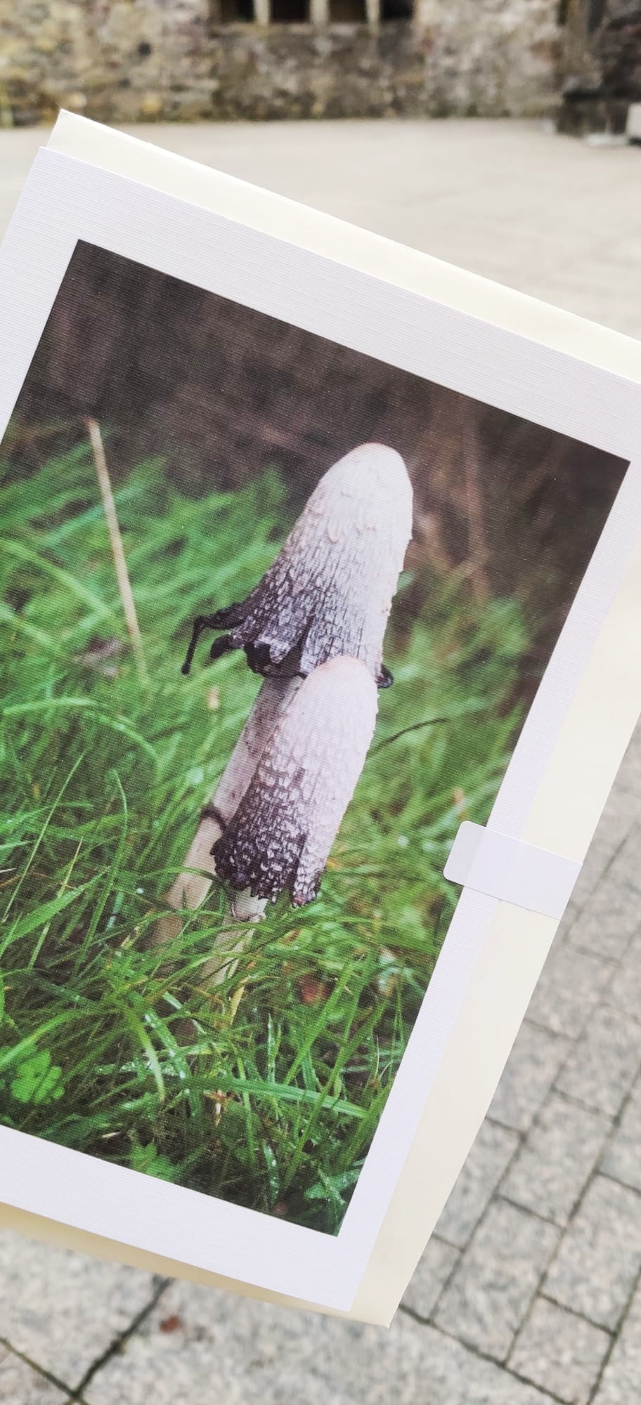 Mushroom Cards