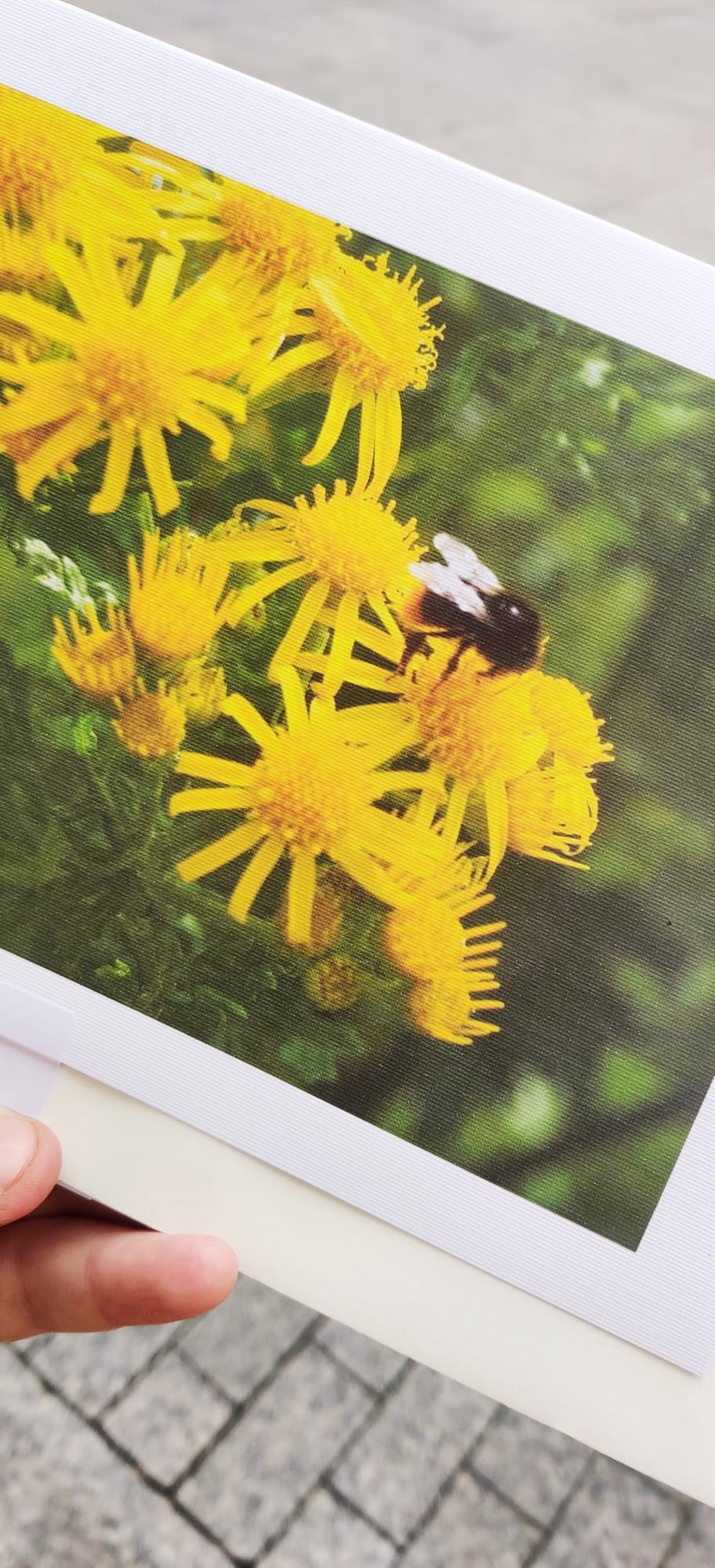 Wildflower cards