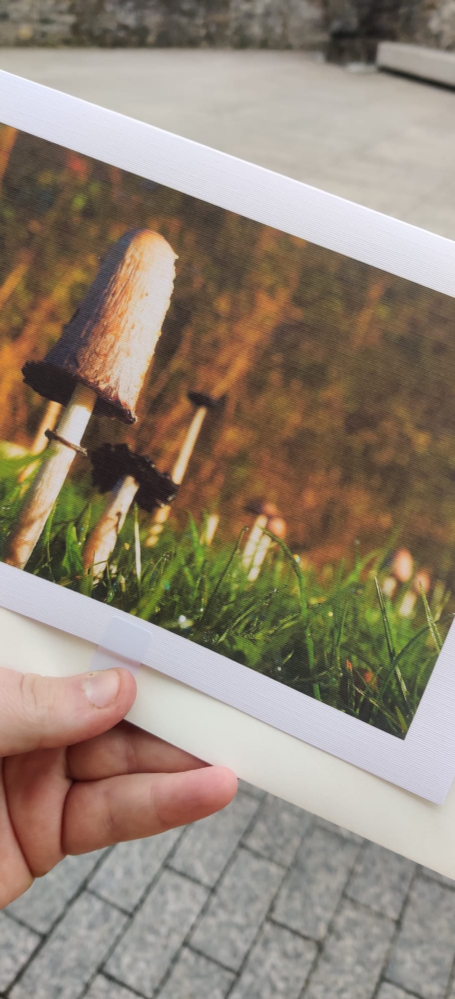 Mushroom Cards