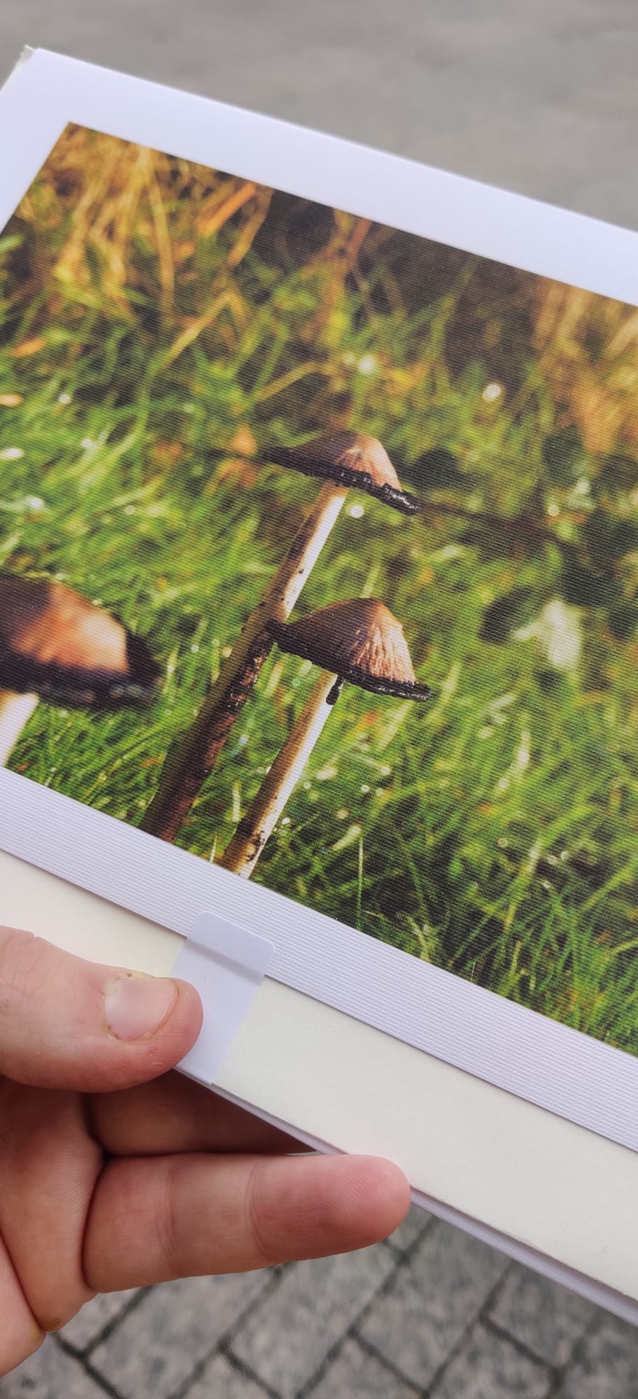 Mushroom Cards