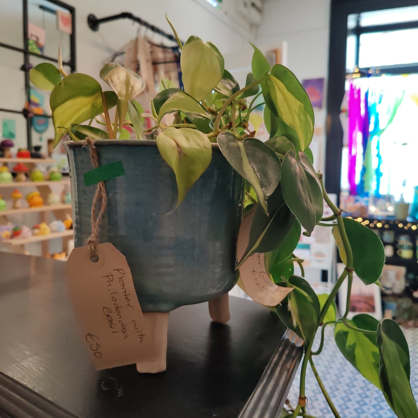 Planter with Philodendron