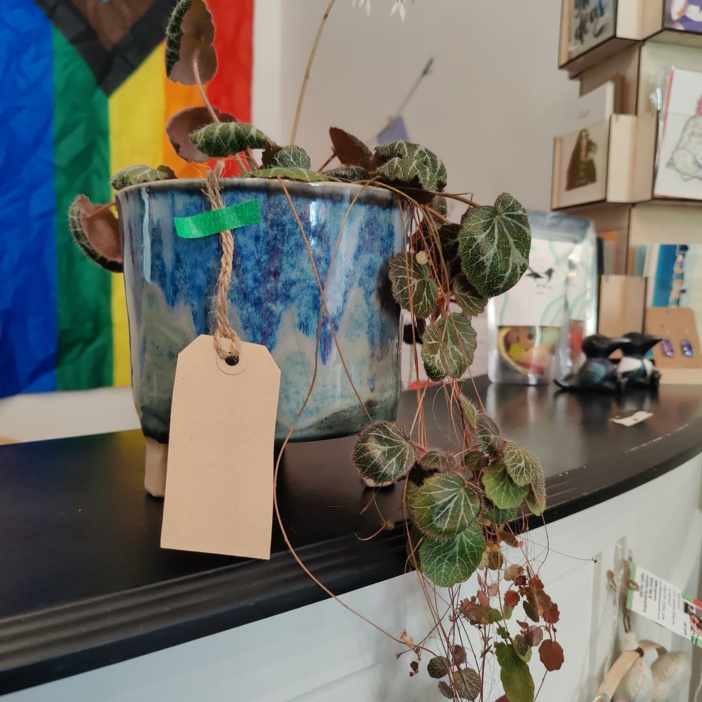 Planter with Strawberry Begonia