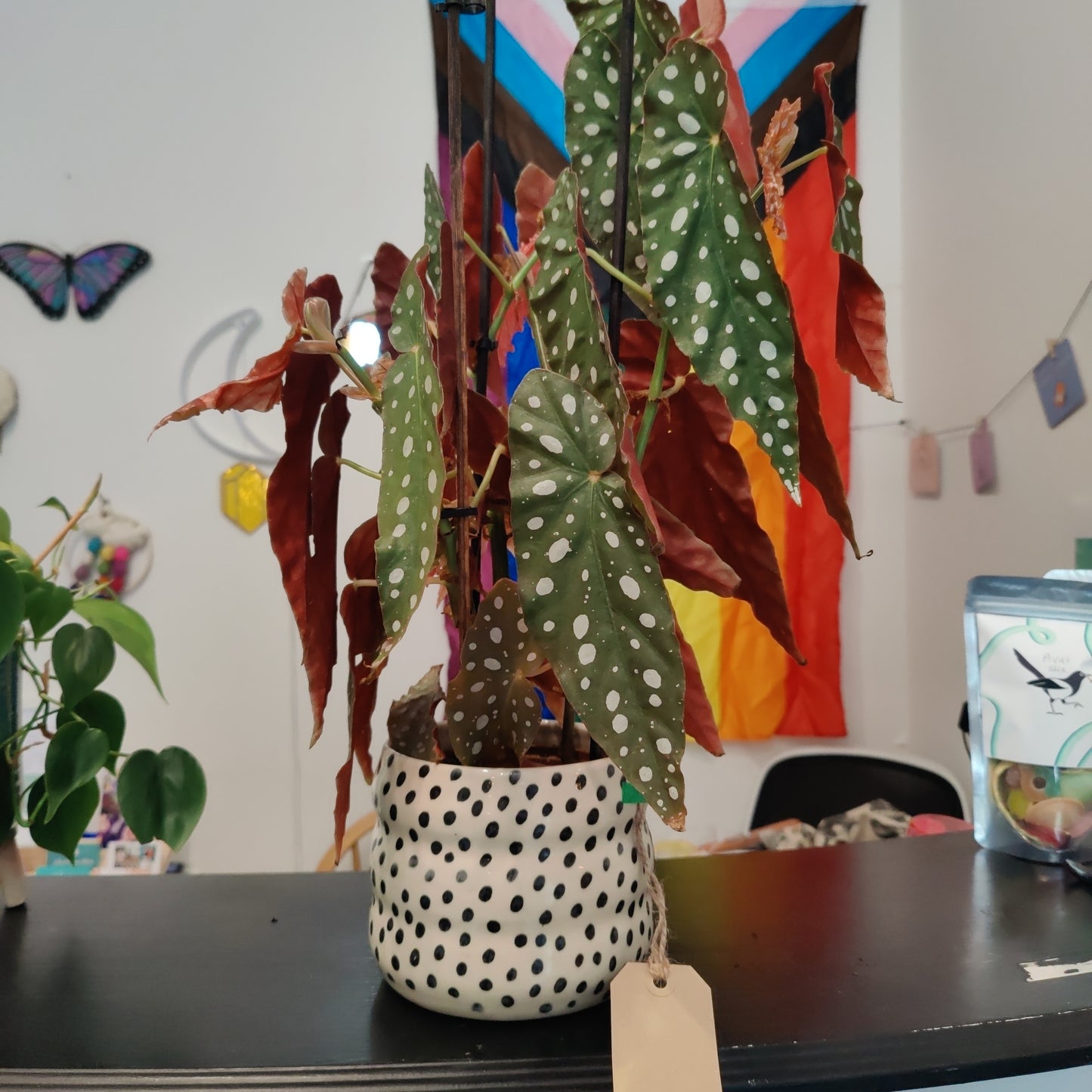 Spotted Planter with spotted Begonia