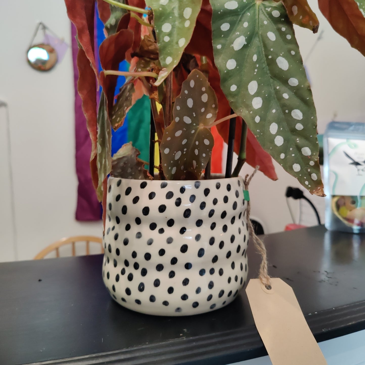 Spotted Planter with spotted Begonia