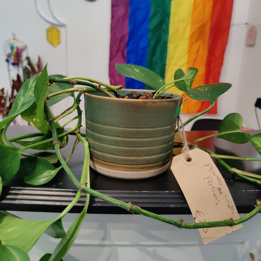 Planter with Pothos