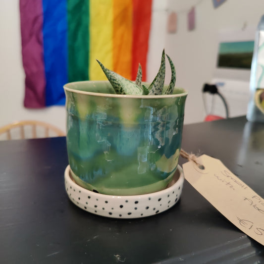 Small Planter with aloe lotus + dish