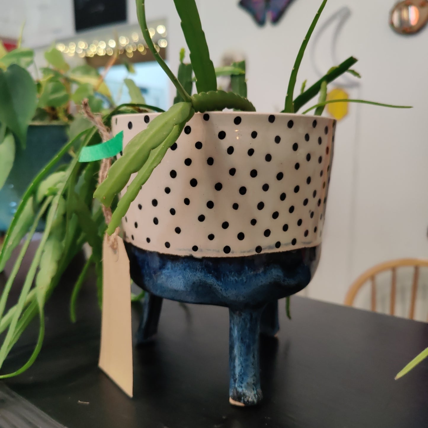 Seconds Planter with Forest Cactua