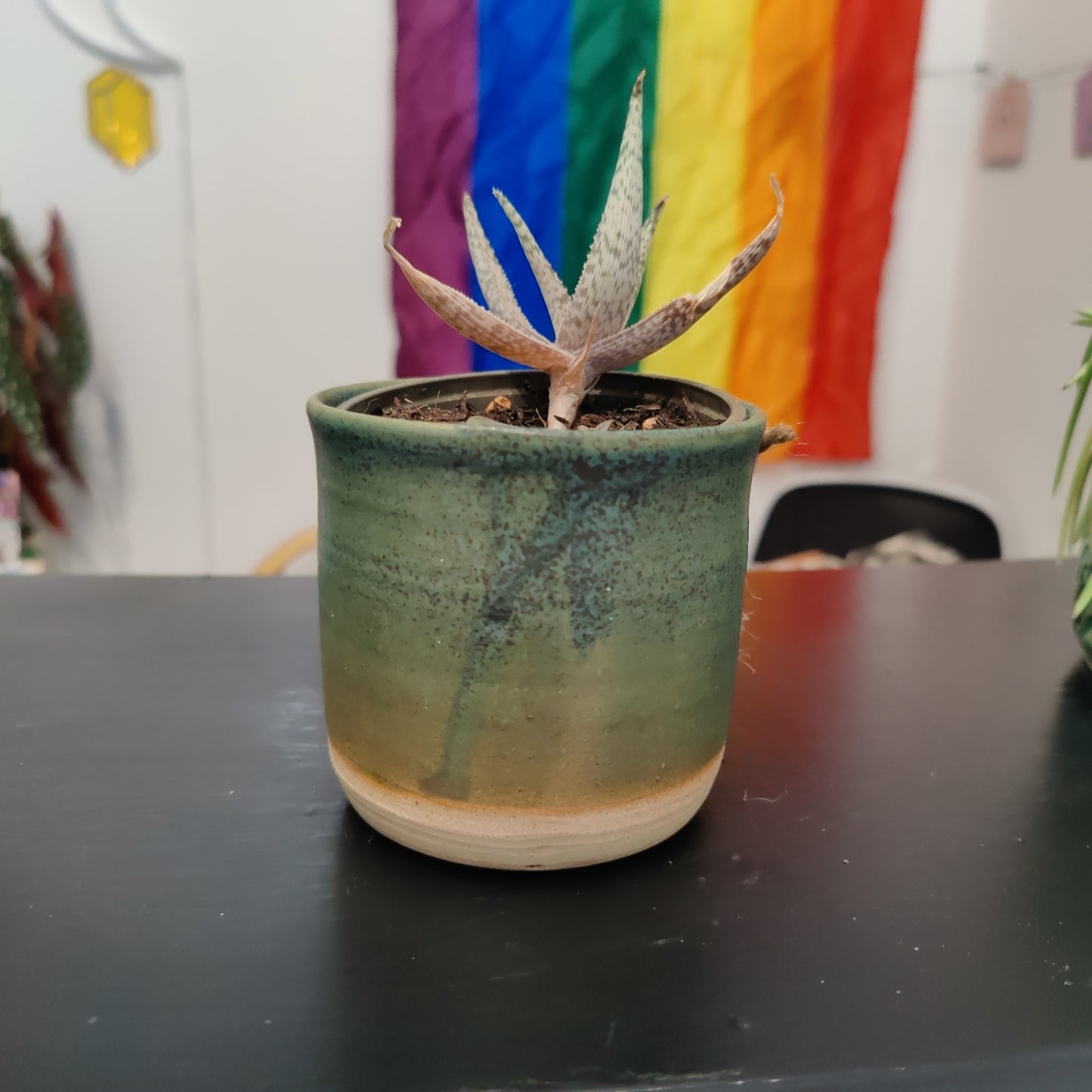 Small Planter with Aloe