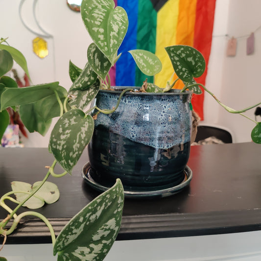 Planter with Pothos