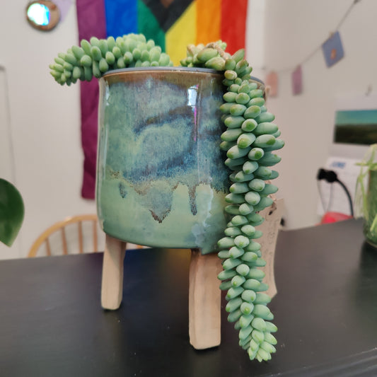 Leggy Planter with Burros Tail Plant